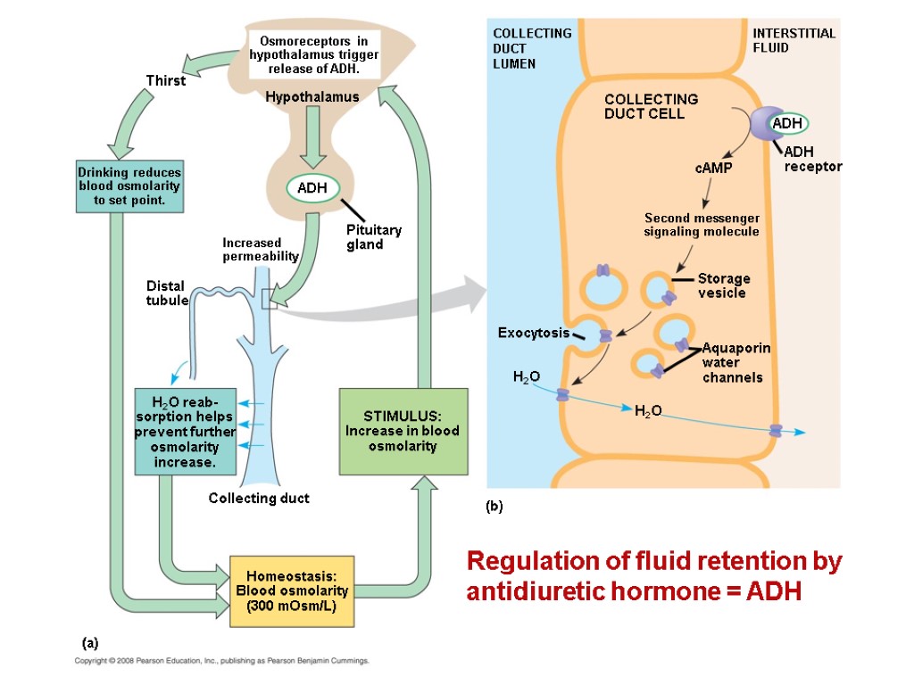 Regulation of fluid retention by antidiuretic hormone = ADH Thirst Drinking reduces blood osmolarity